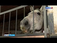 Где в Иваново тренируют будущих чемпионов по конному спорту?