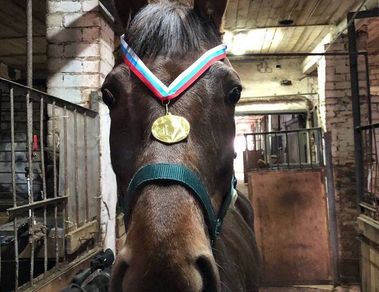 Результаты соревнований: Первенство города Иванова по конному спорту