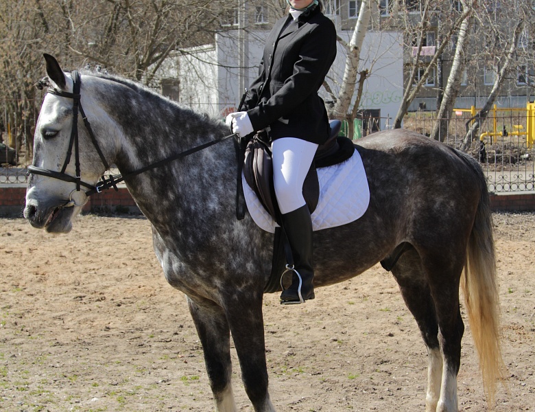Первенство города Иванова по конному спорту